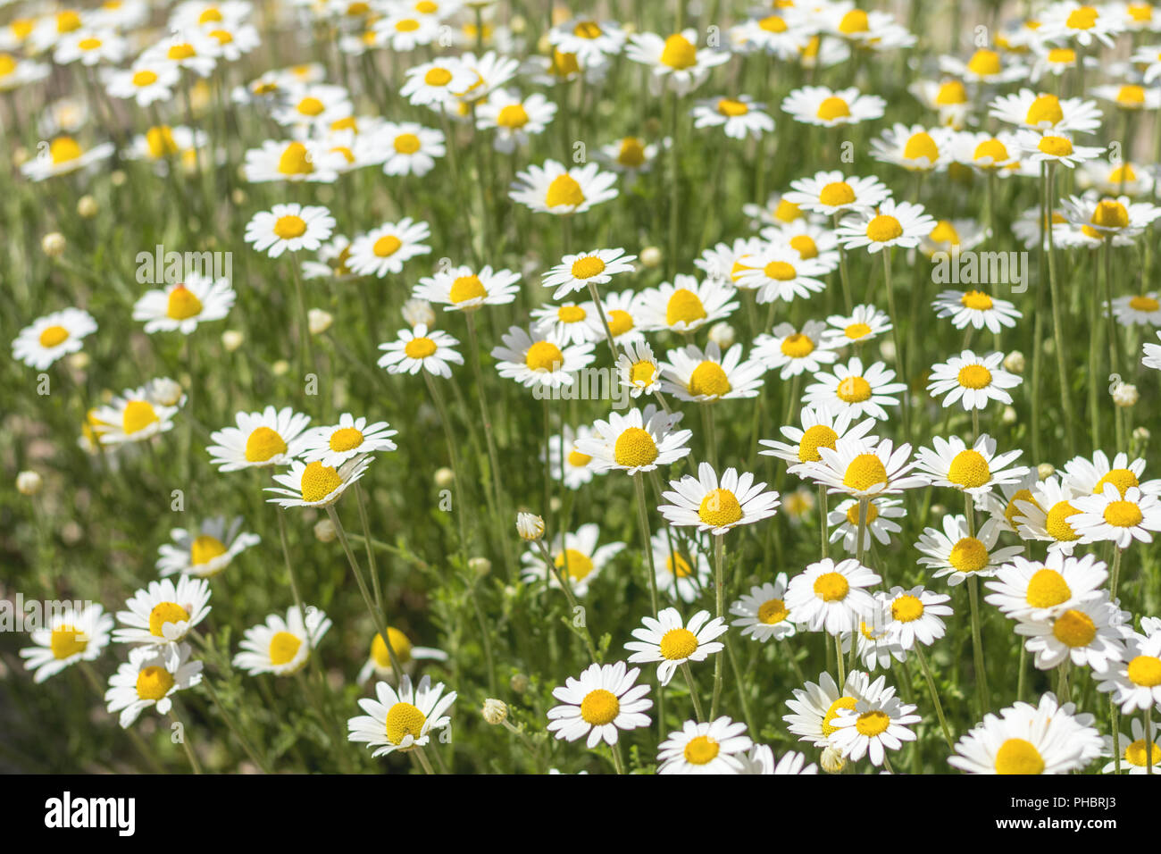 Daisy field in Ukraine in the summertime Stock Photo
