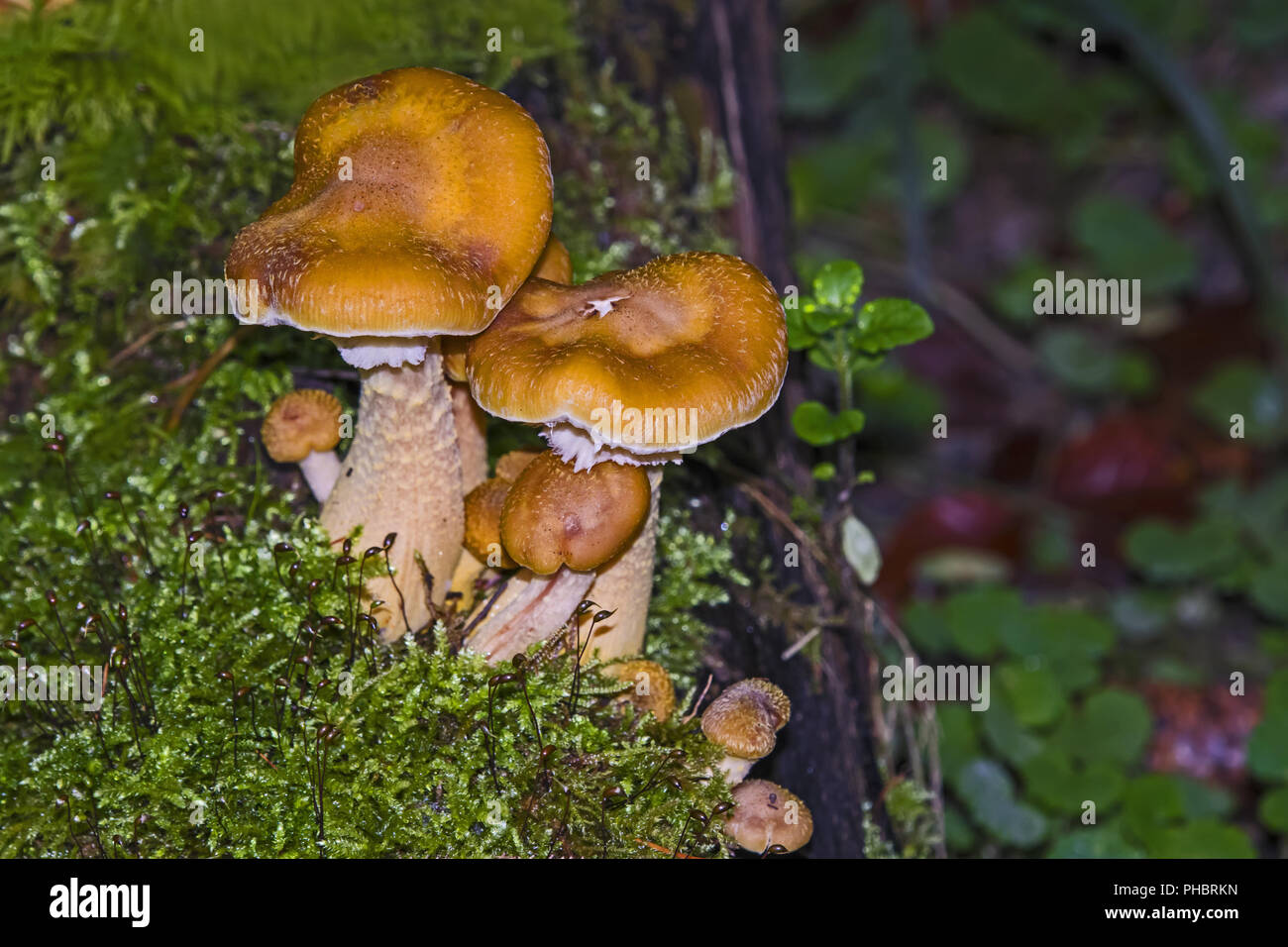 Mushrooms on rotting wood in the forest Stock Photo