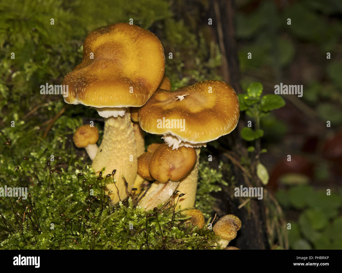 Mushrooms on rotting wood in the forest Stock Photo
