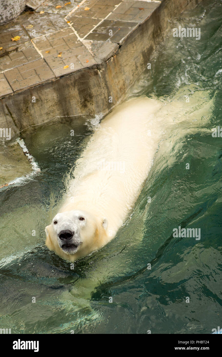 Polar bear in the zoo water aviary Stock Photo