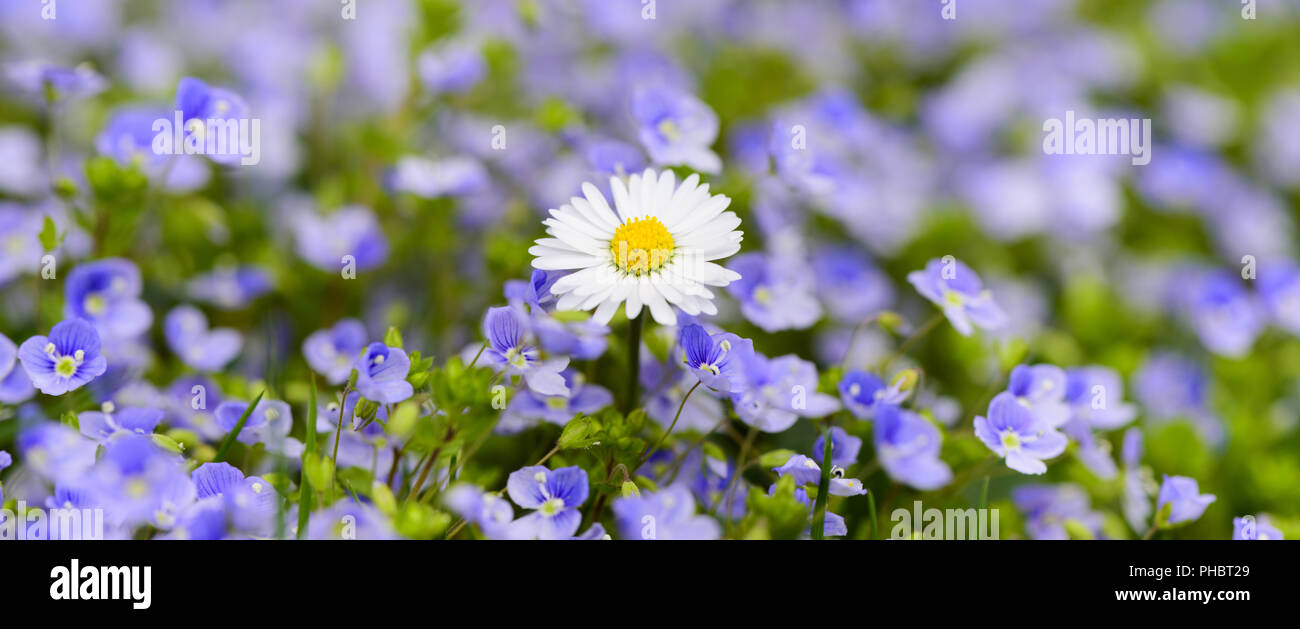 wide angle panorama flower bed with daisy at springtime Stock Photo