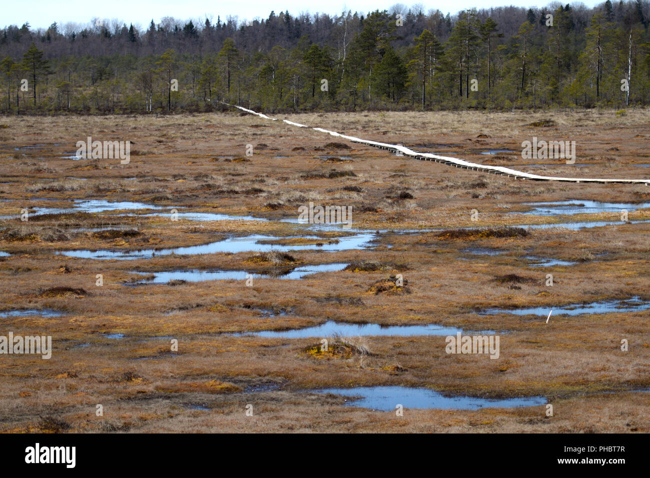 Nigula Nature Reserve, Mires, Estonia Stock Photo