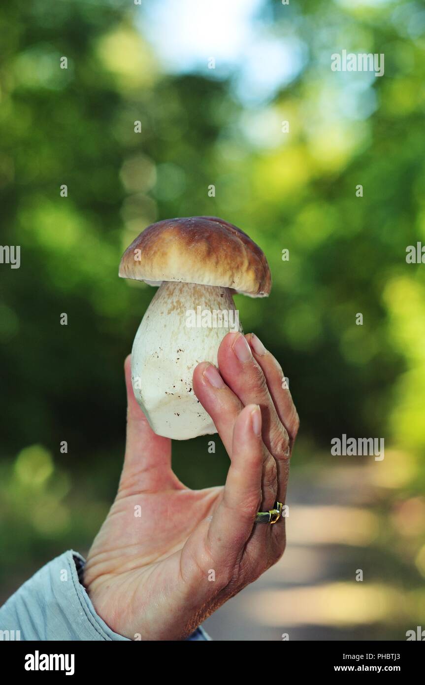 Fresh white mushroom in hand closeup Stock Photo
