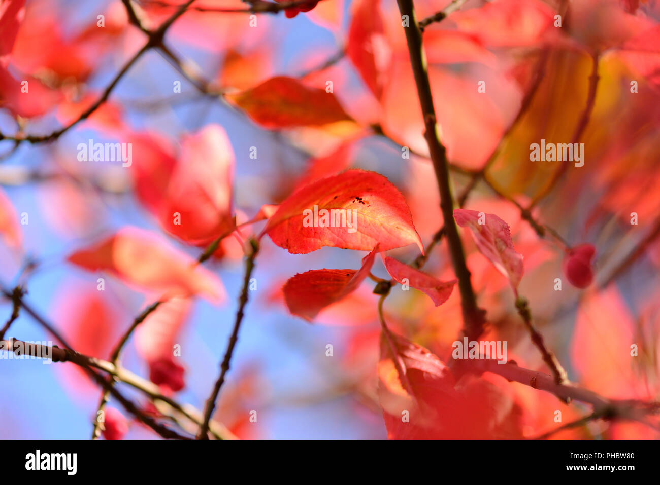 Beautiful autumn background is with the sprigs of spindle tree (Euonymus europaeus). Autumn red leaves against the sky. Stock Photo