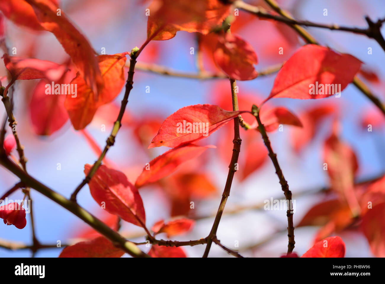 Beautiful autumn background is with the sprigs of spindle tree (Euonymus europaeus). Autumn red leaves against the sky. Stock Photo