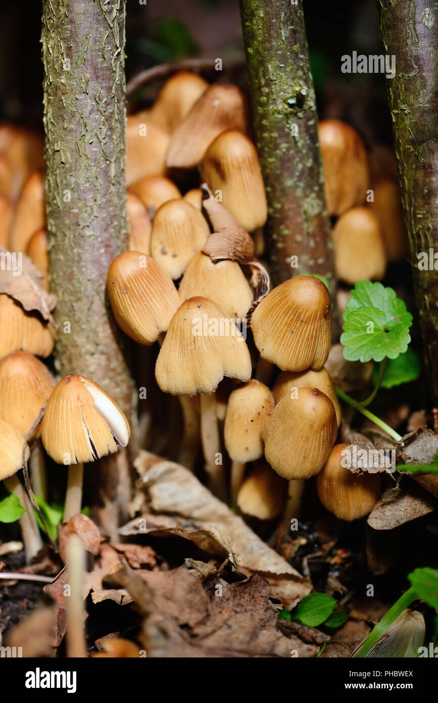 Coprinus micaceus mushroom (Coprinus atramentarius), close up Stock Photo