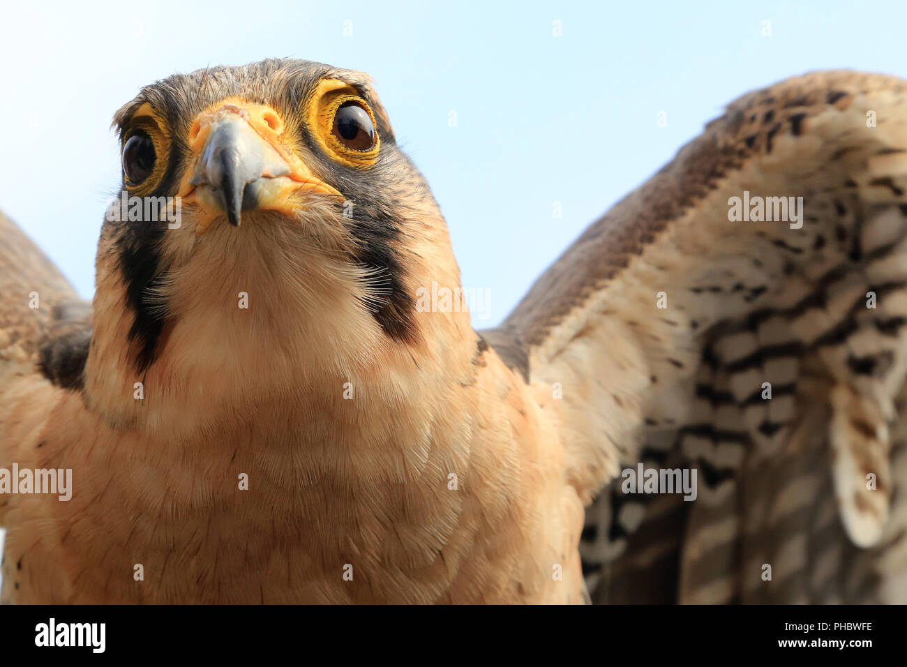 Lanner falcon, Falco biarmicus Stock Photo