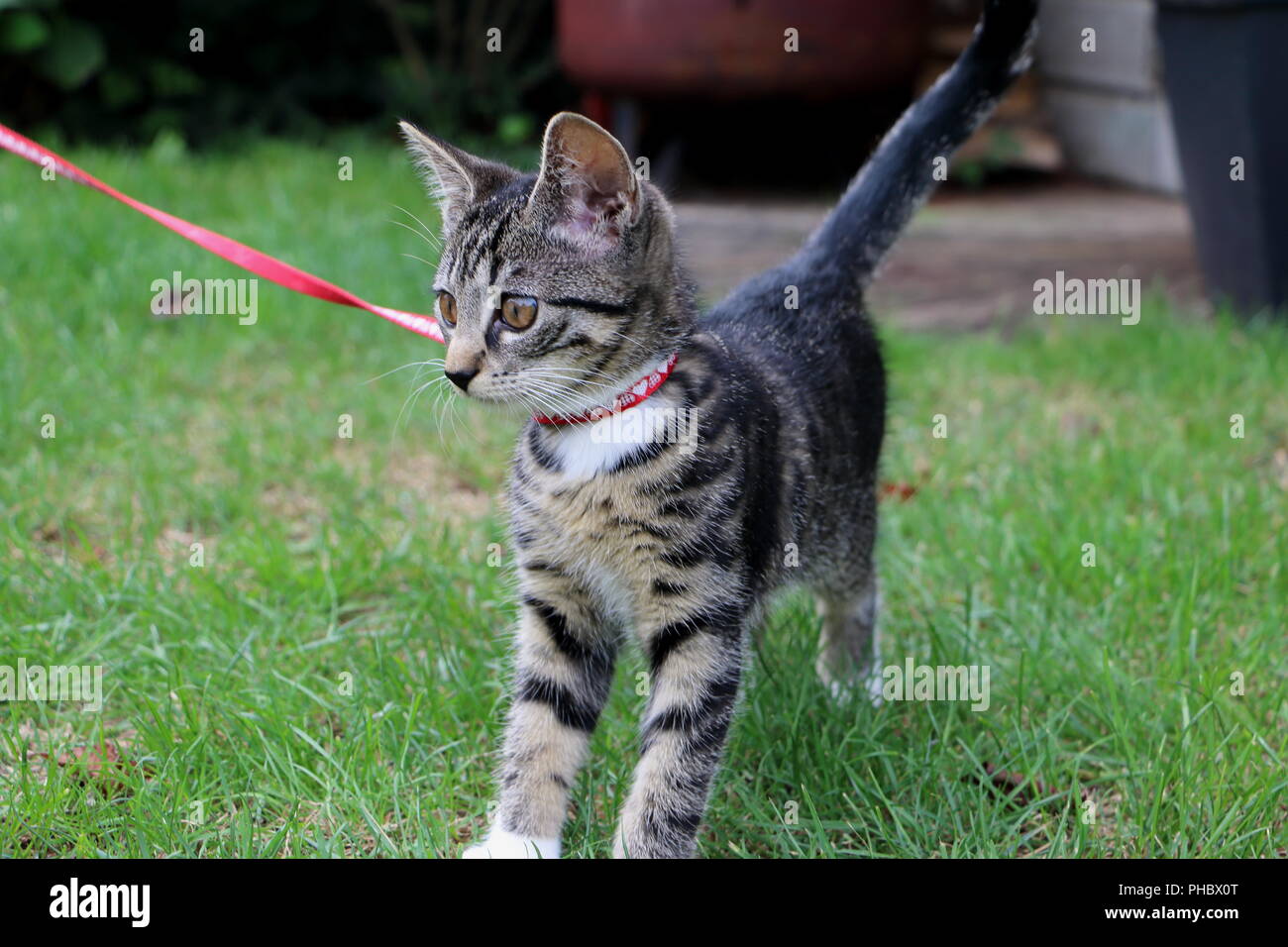 West European short hair kitten outside in the garden on a leash printed with little harts Stock Photo