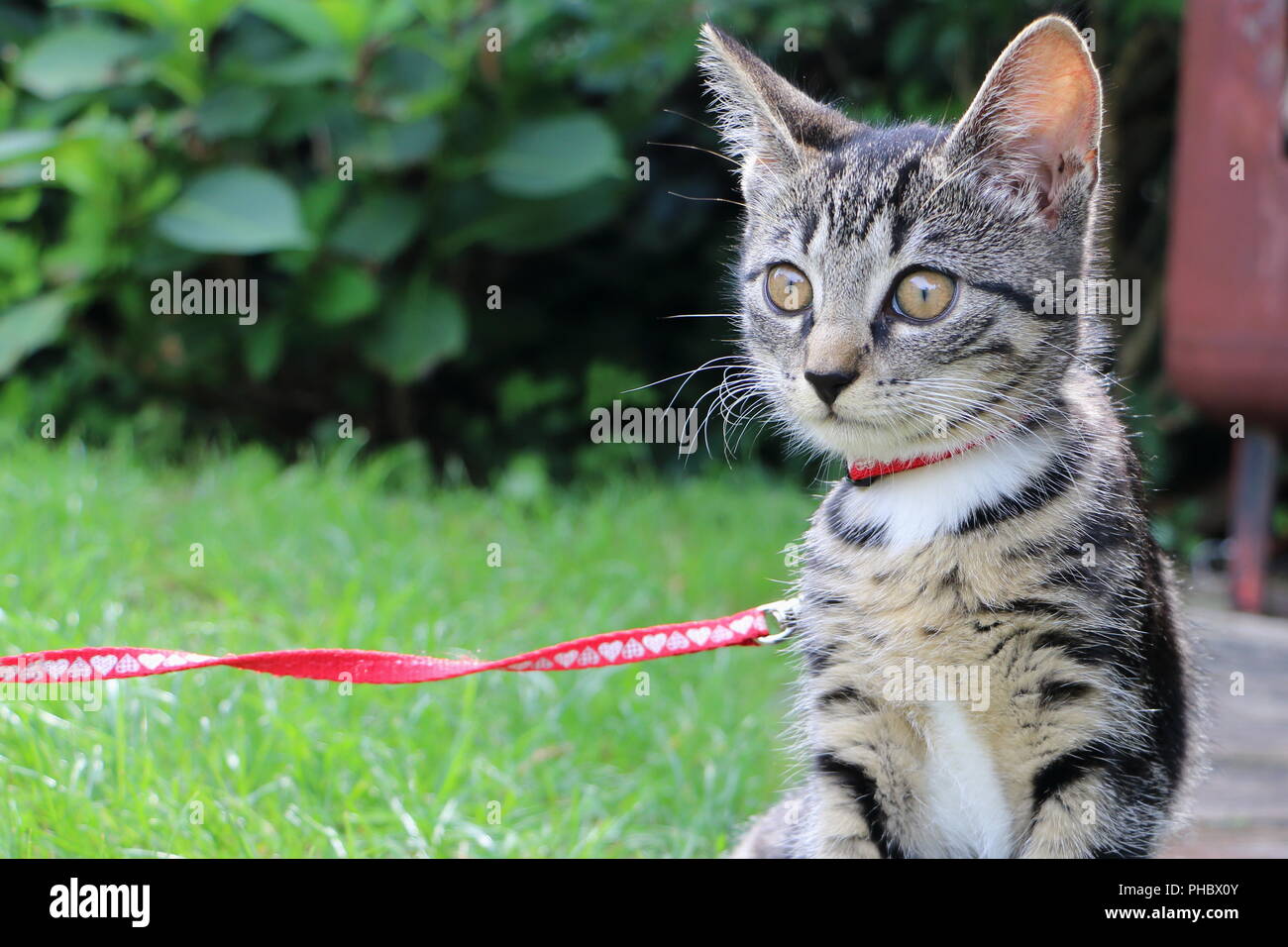 West European short hair kitten outside in the garden on a leash printed with little harts Stock Photo