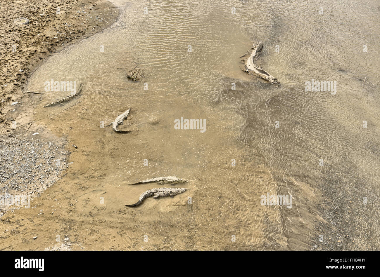 American Crocodiles, Costa Rica Stock Photo