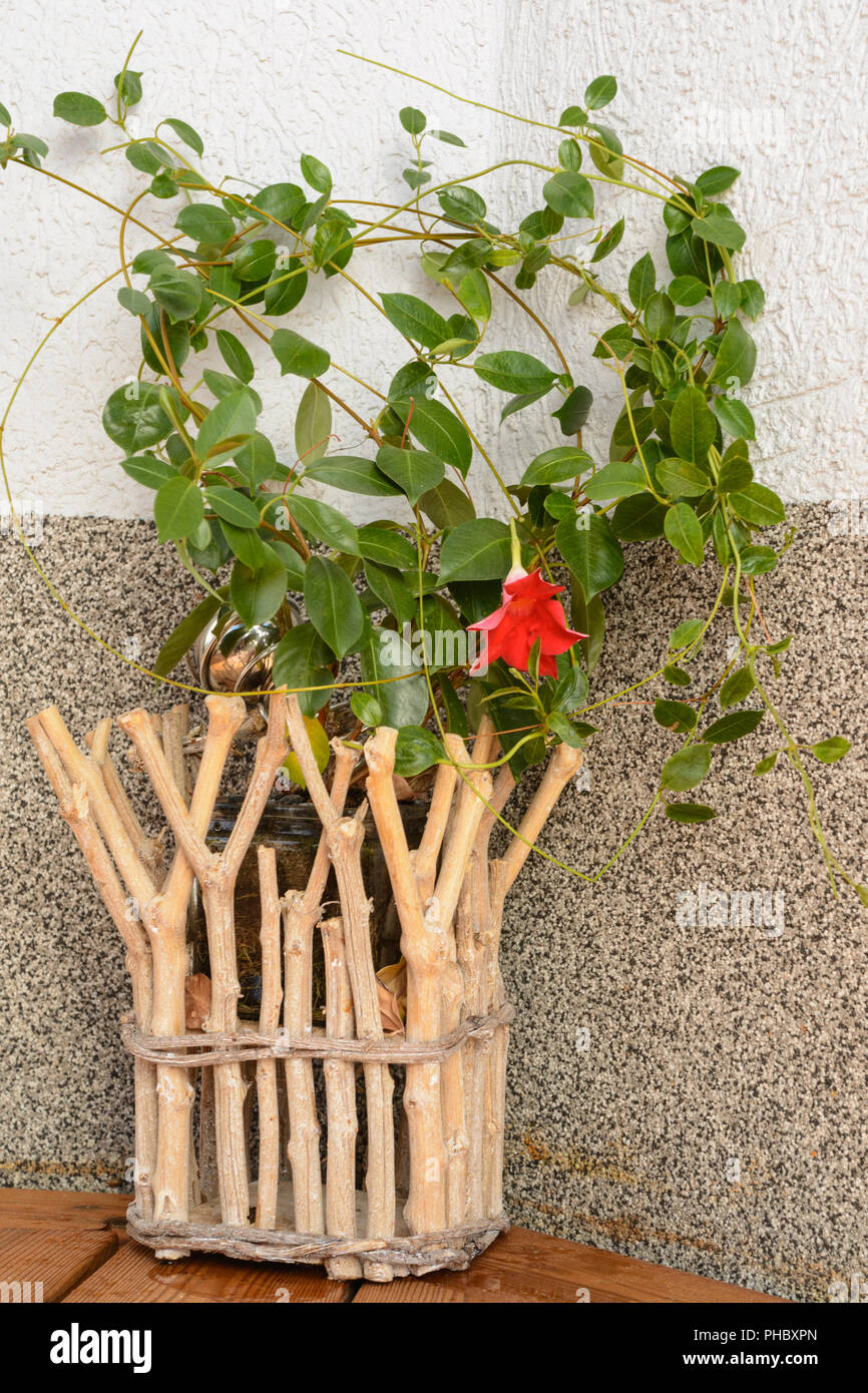 Wooden flower over-pot self-tufted with flowering mandevilla Stock Photo