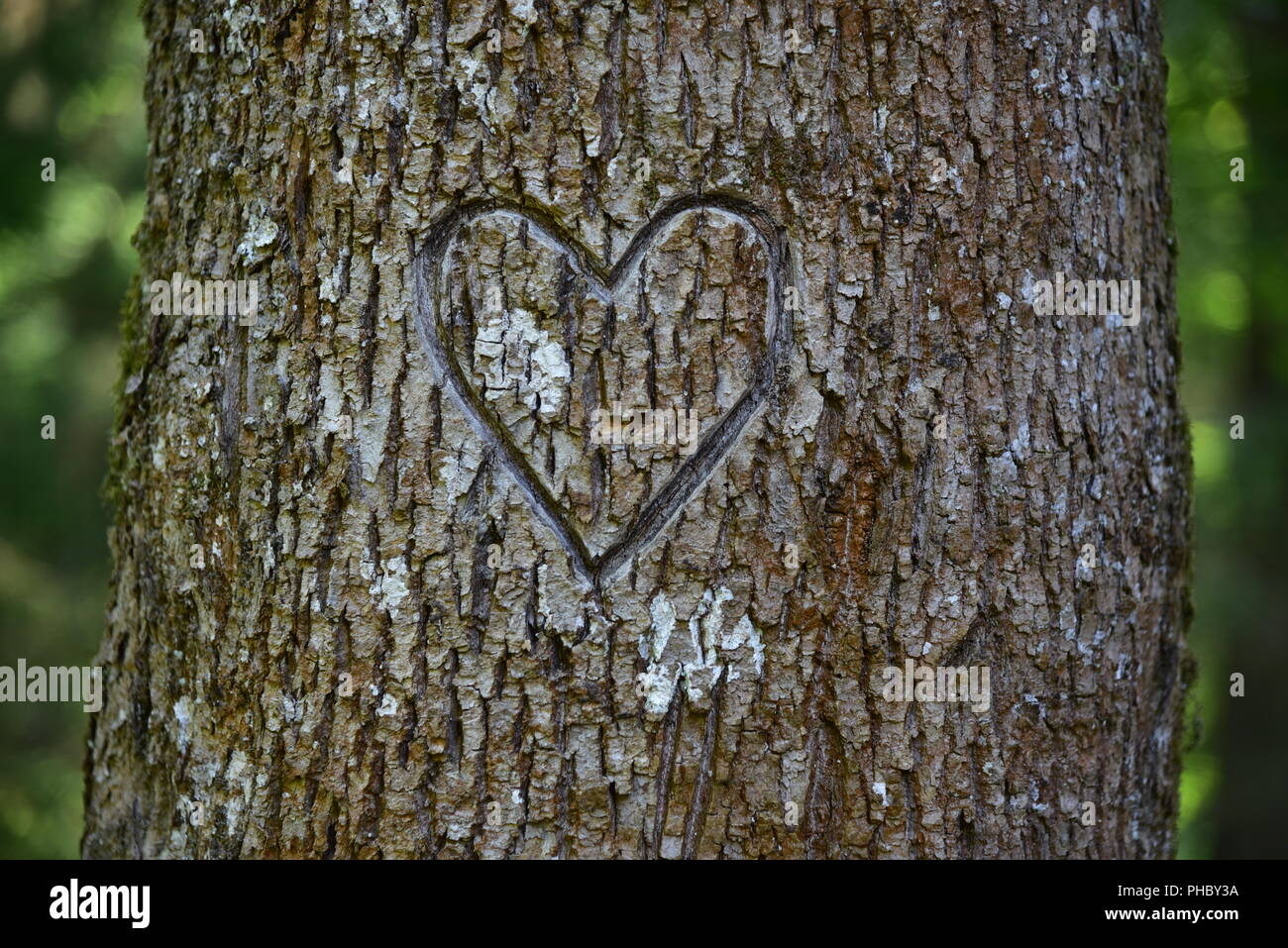 Love heart on a tree Stock Photo