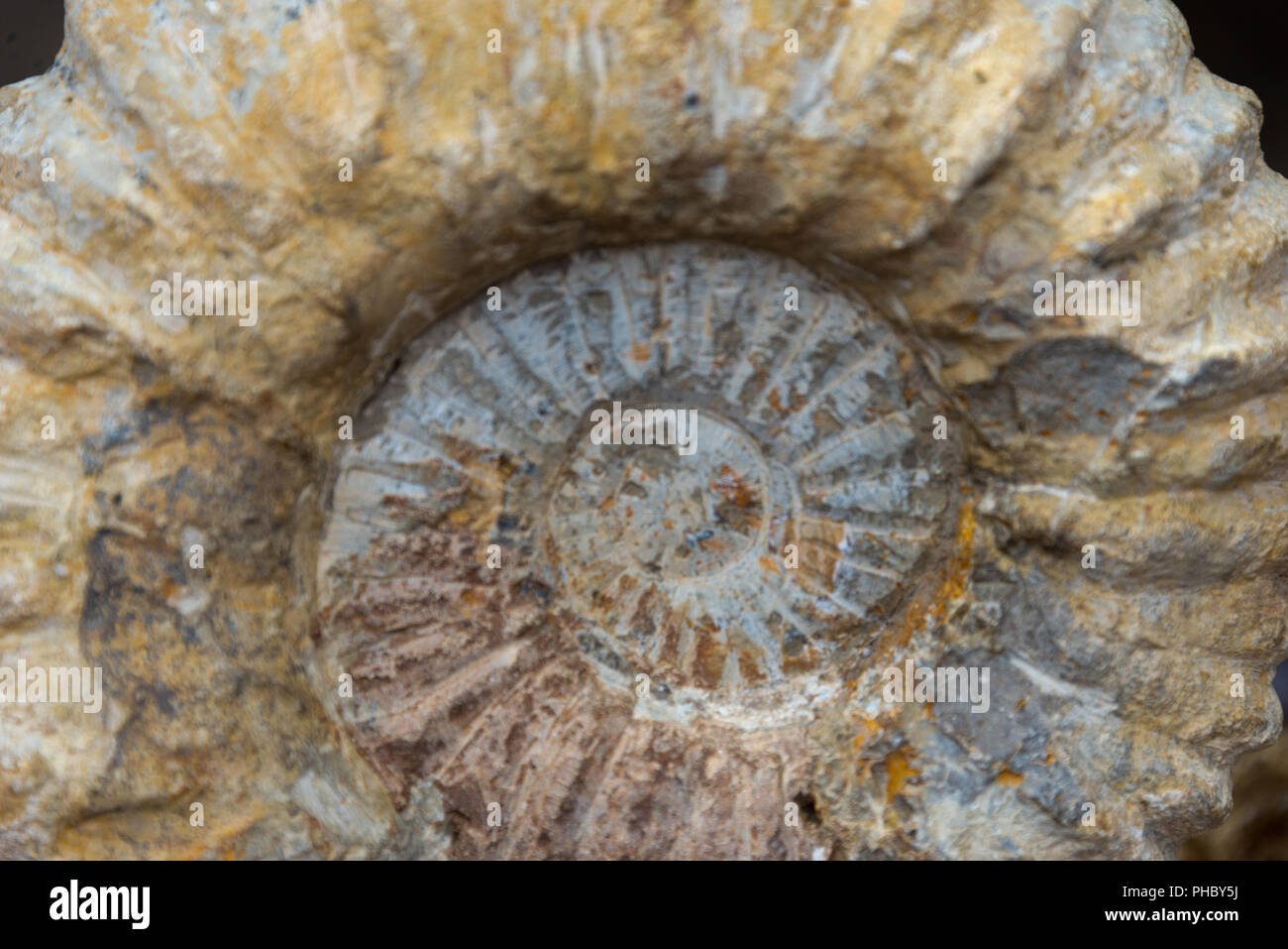 ammonite fossil, morocco Stock Photo