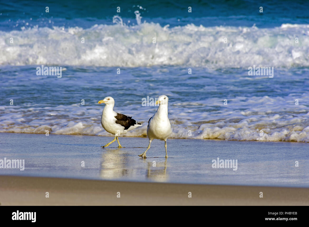 Gulls over waterline at Devil beach Stock Photo