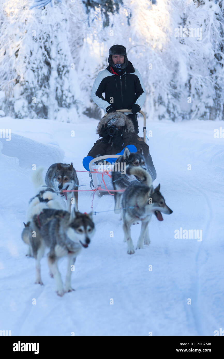 Dog sledding, Kuusamo, Northern Ostrobothnia region, Lapland, Finland, Europe Stock Photo