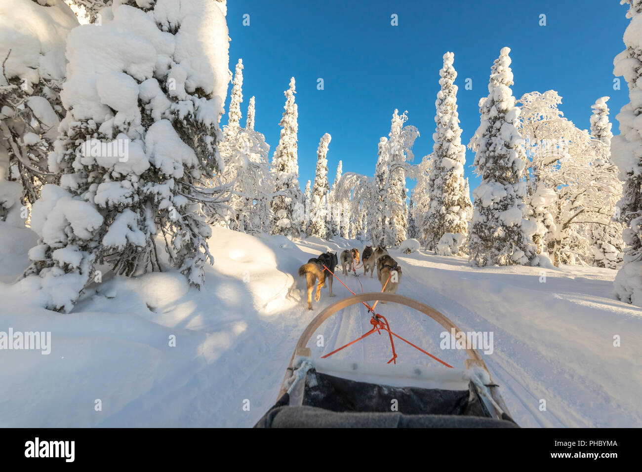 Dog sledding, Kuusamo, Northern Ostrobothnia region, Lapland, Finland, Europe Stock Photo