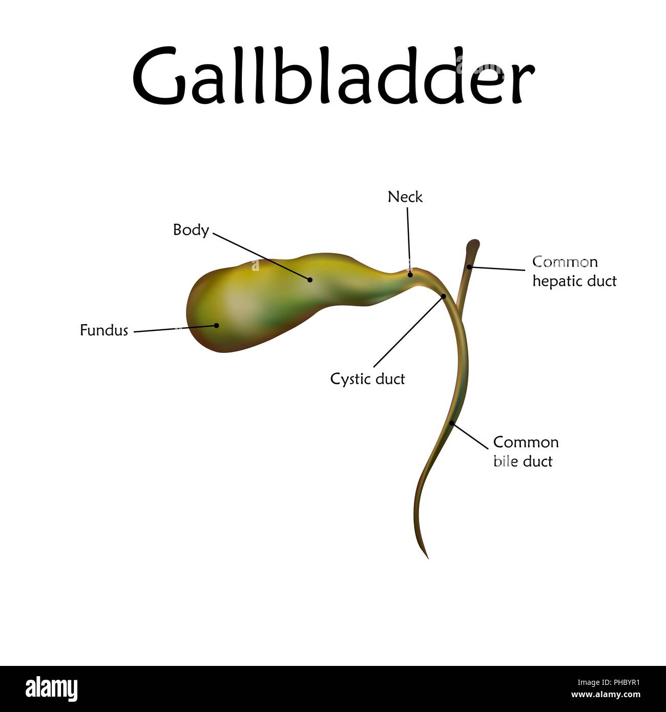 Gallbladder Labeled
