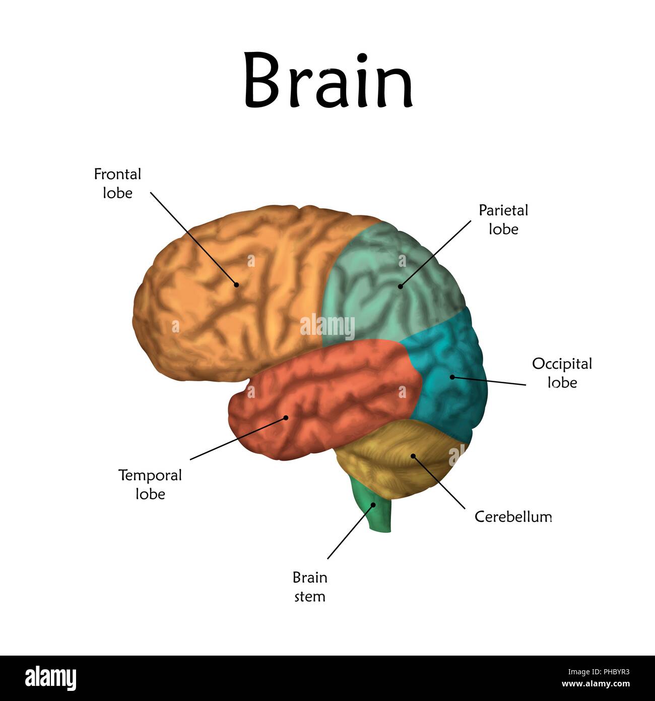 Human brain with labels, illustration Stock Photo - Alamy