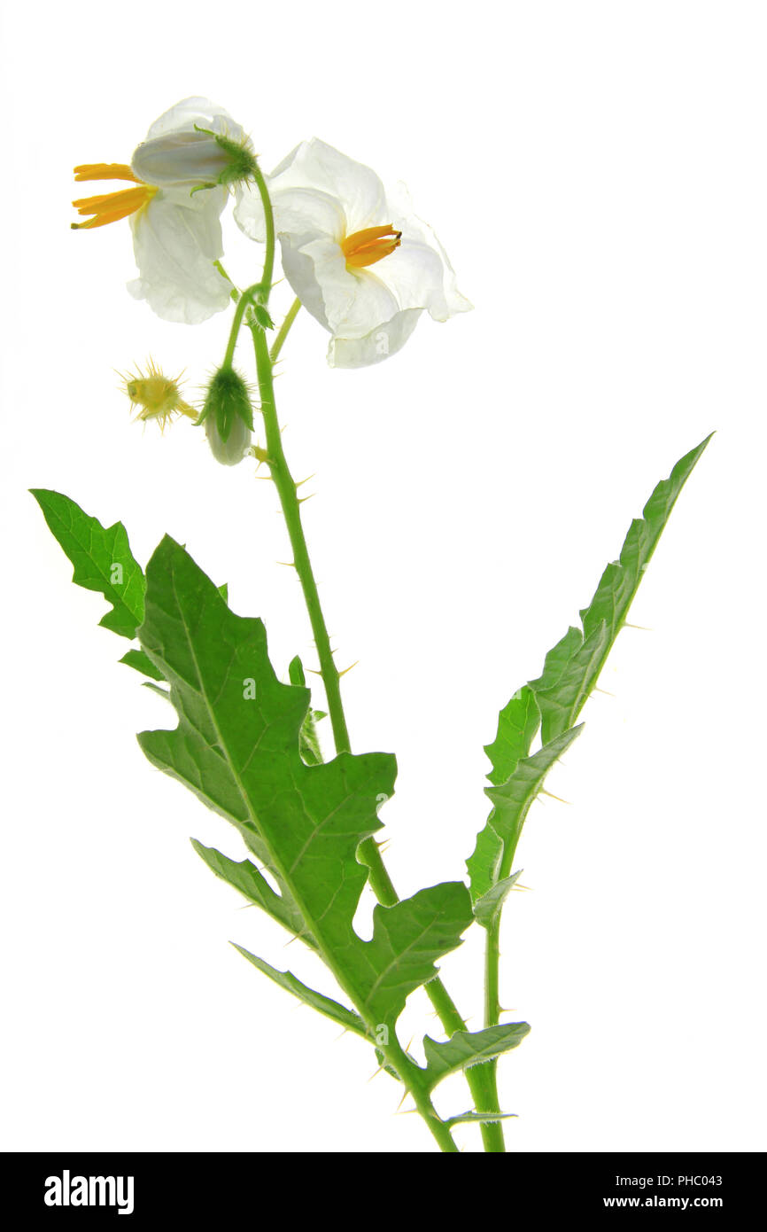 Solanum sisymbriifolium (litchi tomato, vila-vila, sticky nightshade) Stock Photo