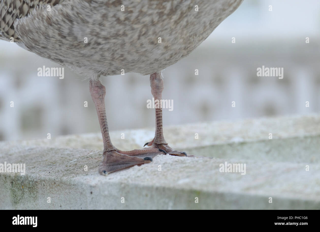 Newly fledged Herring Gull's legs and webbed feet. Stock Photo