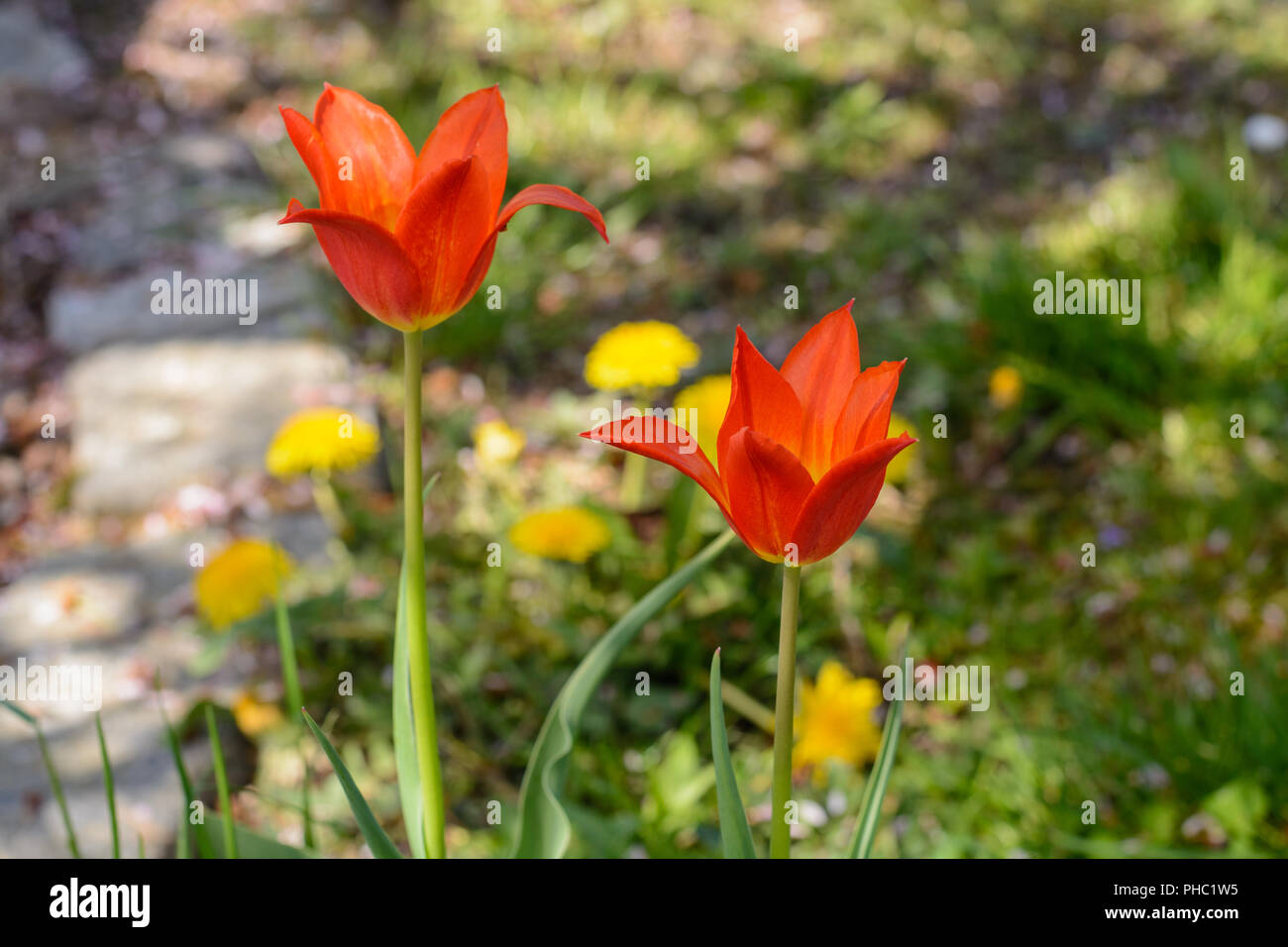 Lily-shaped red-flowering tulips in the garden next to dandelion Stock Photo
