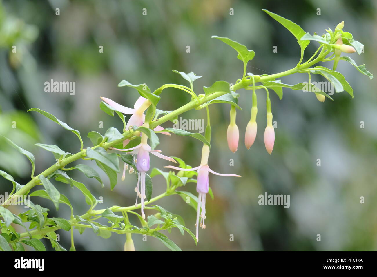 Tiny baby pink Fuschia flowers in bloom in late August Stock Photo