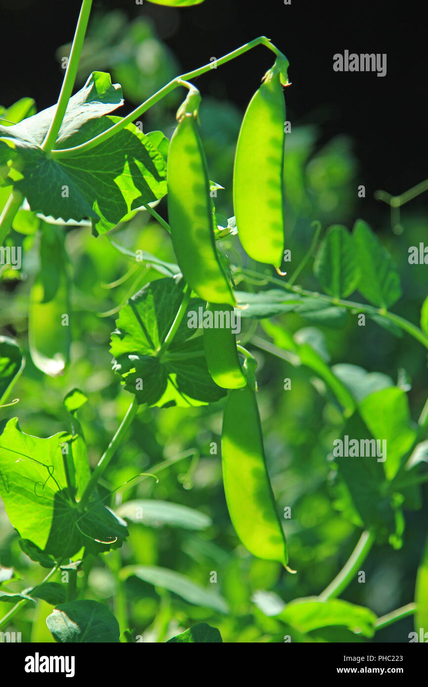 Snow Pea Plant High Resolution Stock Photography And Images Alamy