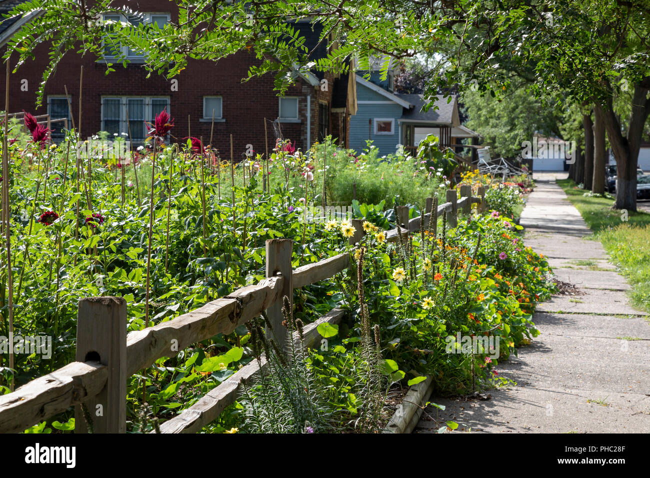 Detroit, Michigan - Detroit Abloom, a nonprofit cut flower farm created on vacant land in the Jefferson-Chalmers neighborhood. The city has more than  Stock Photo
