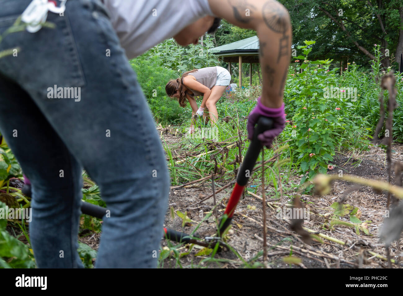 Detroit, Michigan - Women pull weeds at Detroit Abloom, a nonprofit cut flower farm created on vacant land in the Jefferson-Chalmers neighborhood. The Stock Photo