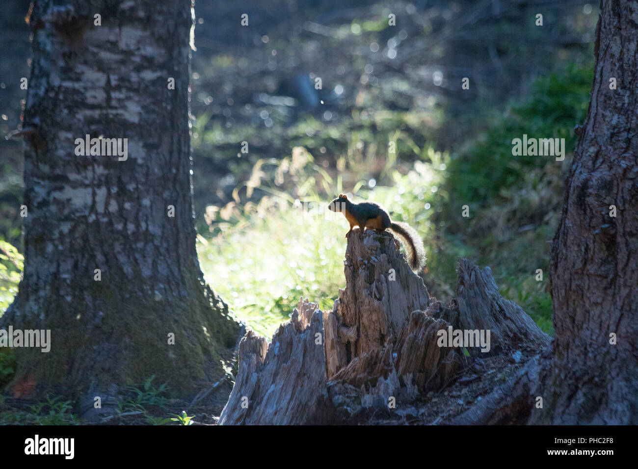A female Douglas squirrel defends her territory high in the Oregon
