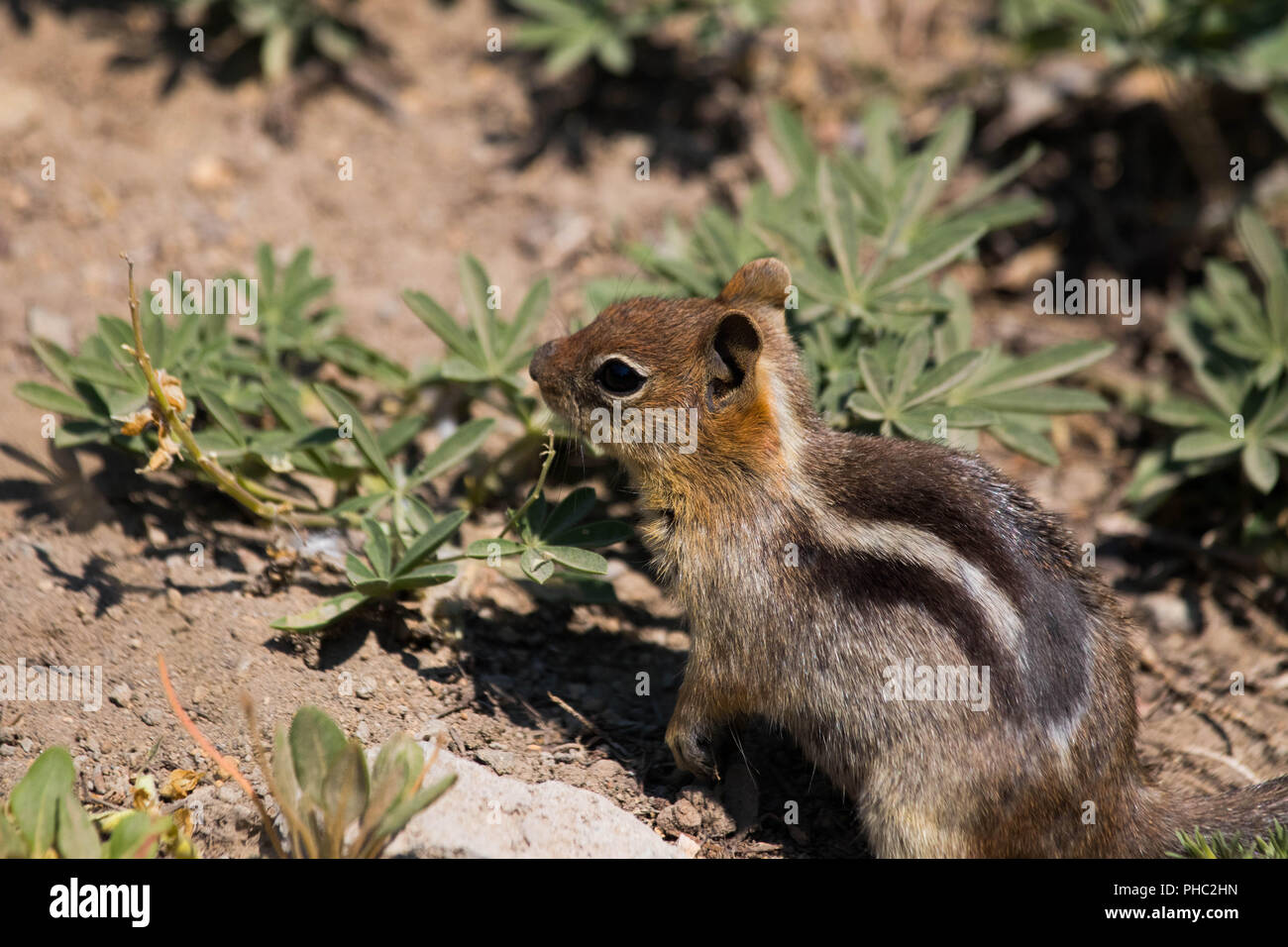 A golden-mantled ground squirrel forages for lupines in preparation for a cold winter. Stock Photo