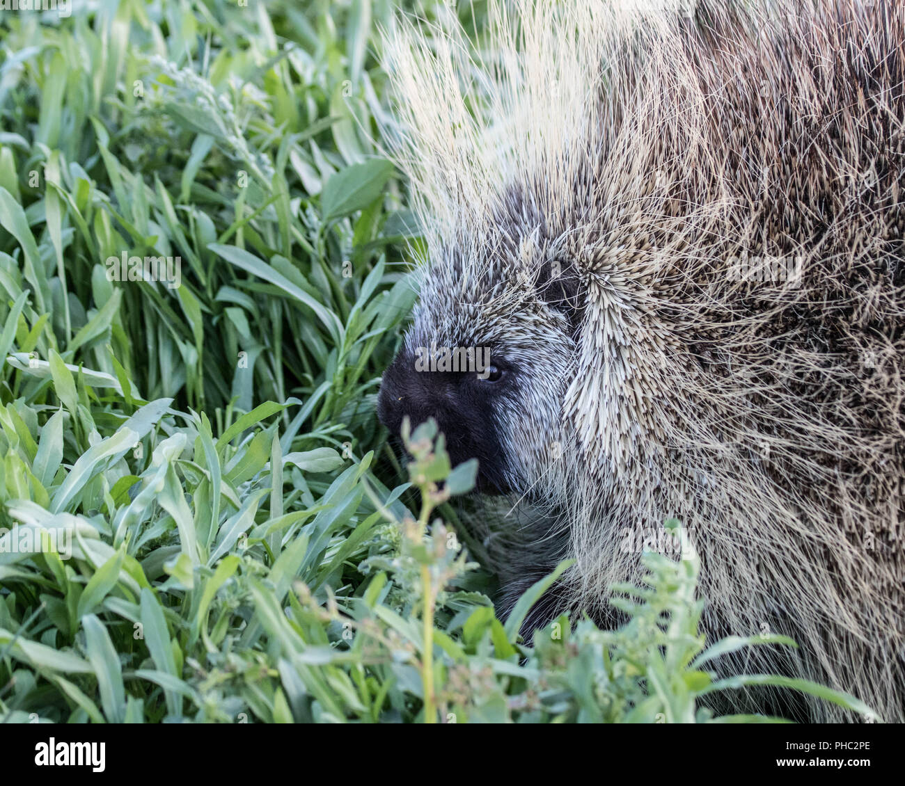 A large porcupine hunkers down among lush vegetation. Stock Photo