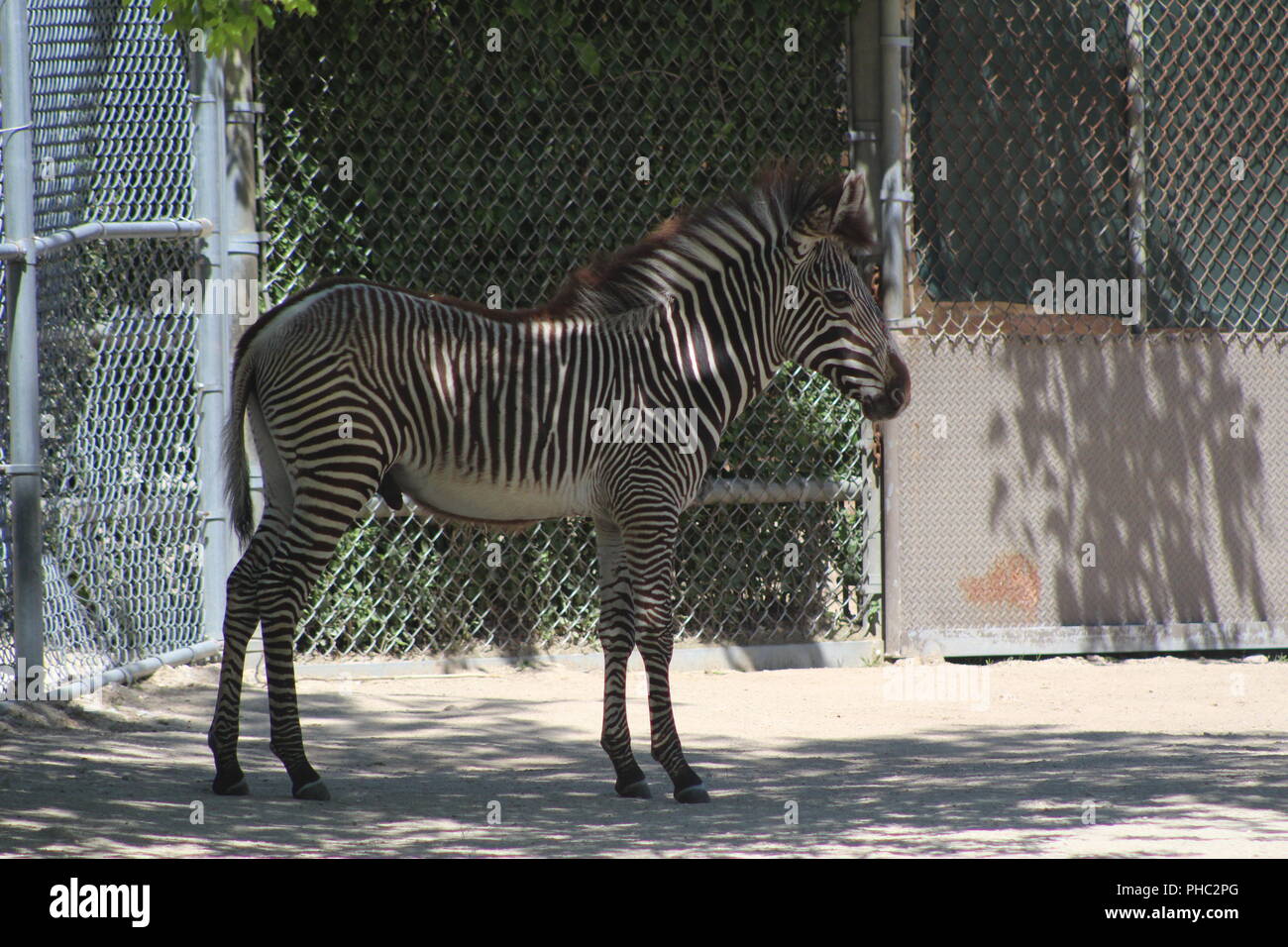 Grevy's Zebra at Brookfield Zoo Stock Photo