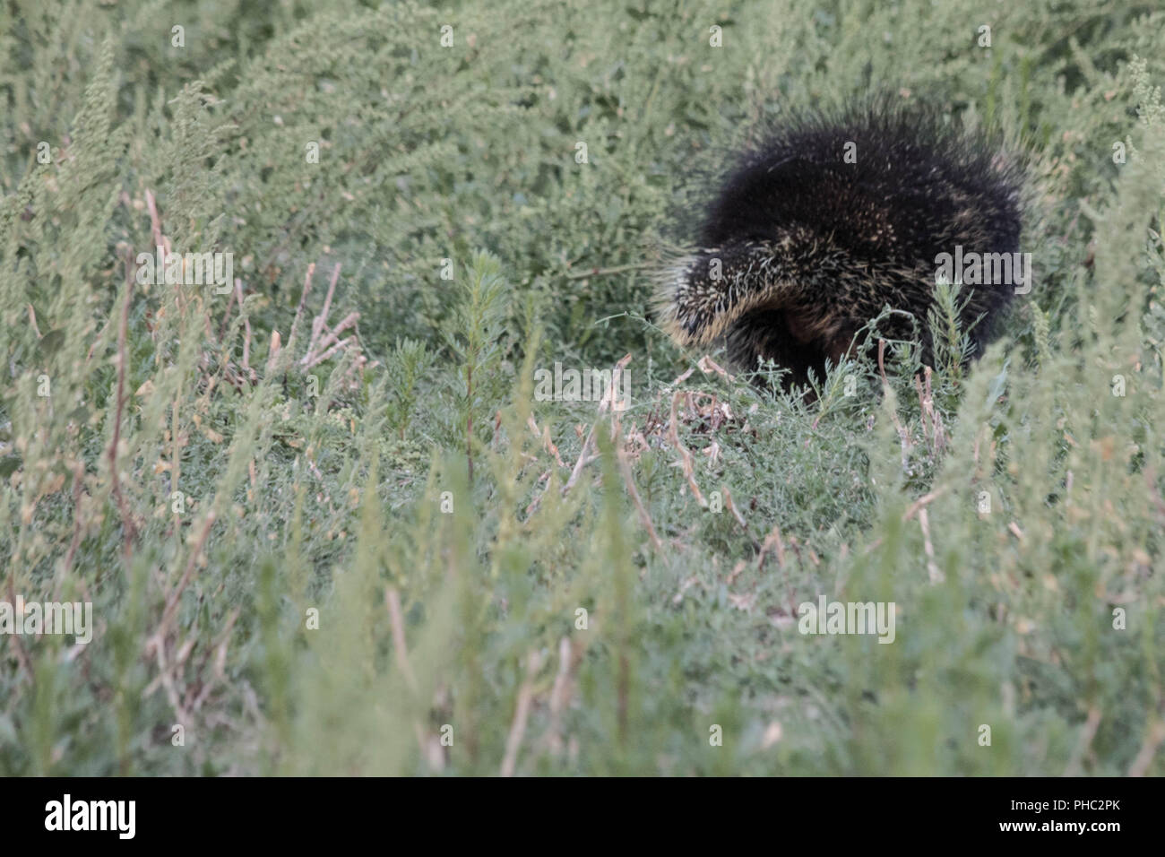 A porcupine waddles away from potential danger. Stock Photo