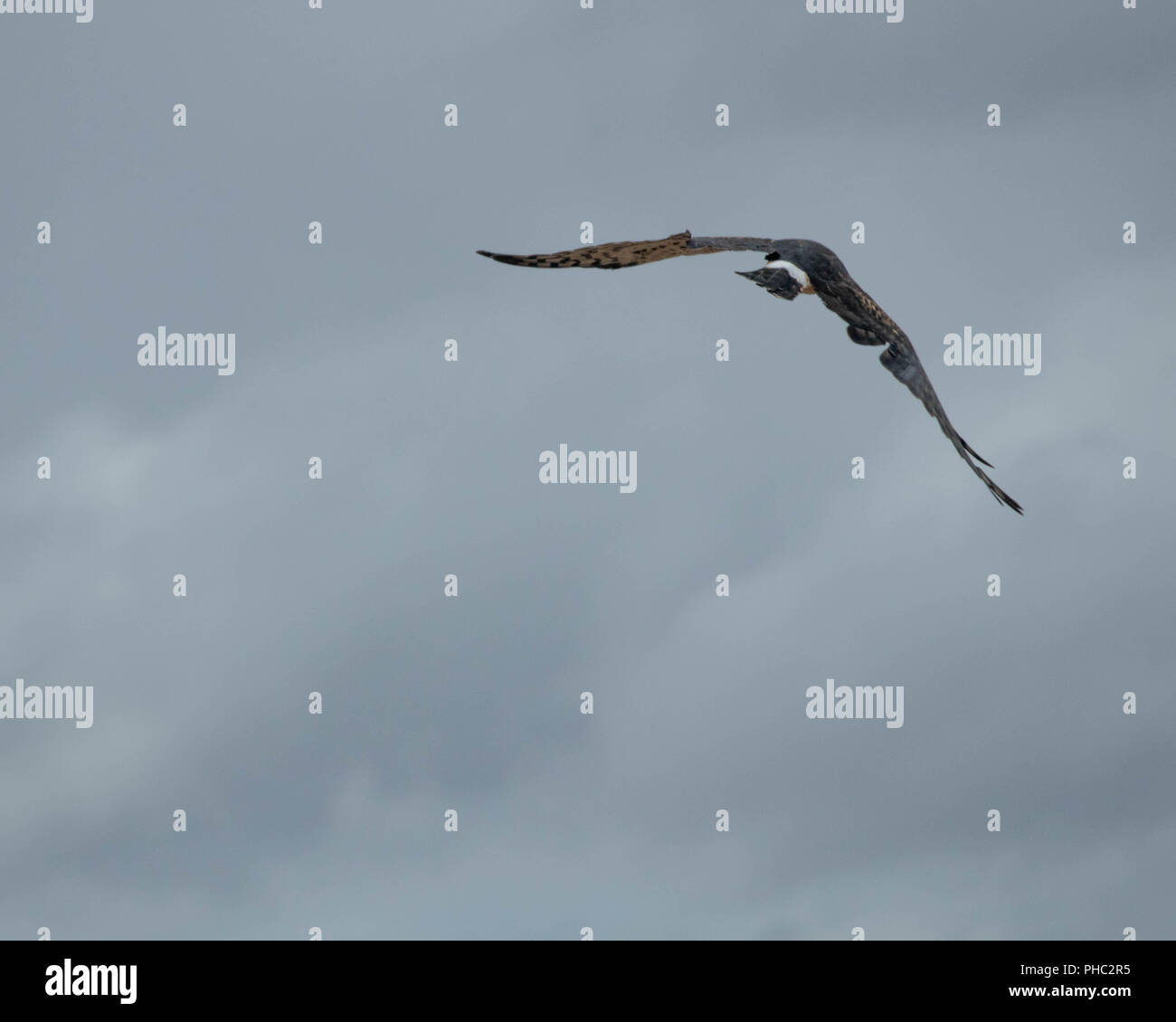 Marsh hawk hi-res stock photography and images - Alamy