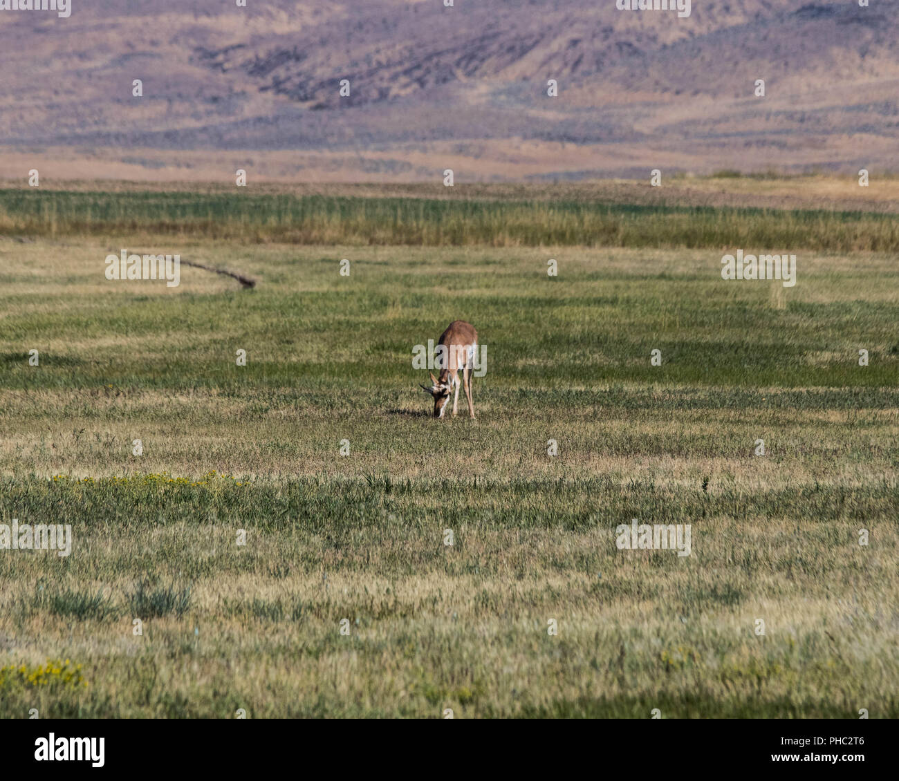Prong horn antelope oregon hires stock photography and images Alamy