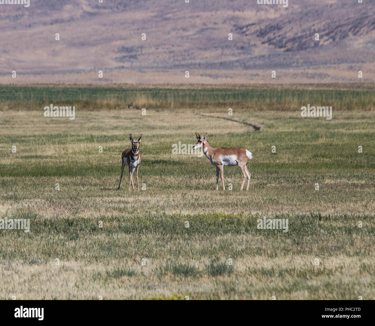 A pair of pronghorn remain alert in a pasture near Rome, Oregon Stock