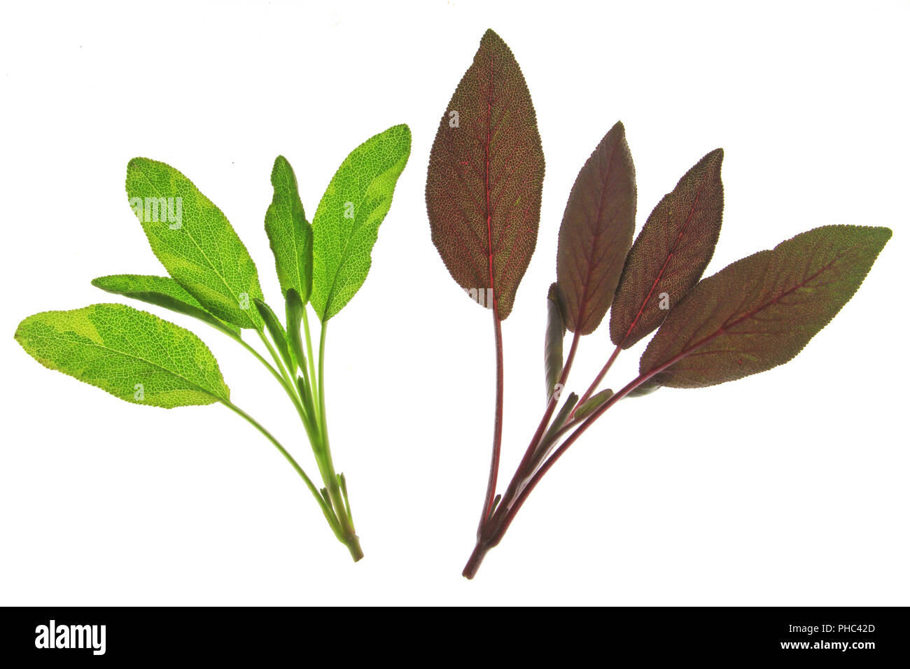 Sage leaves  (Salvia officinalis) Stock Photo