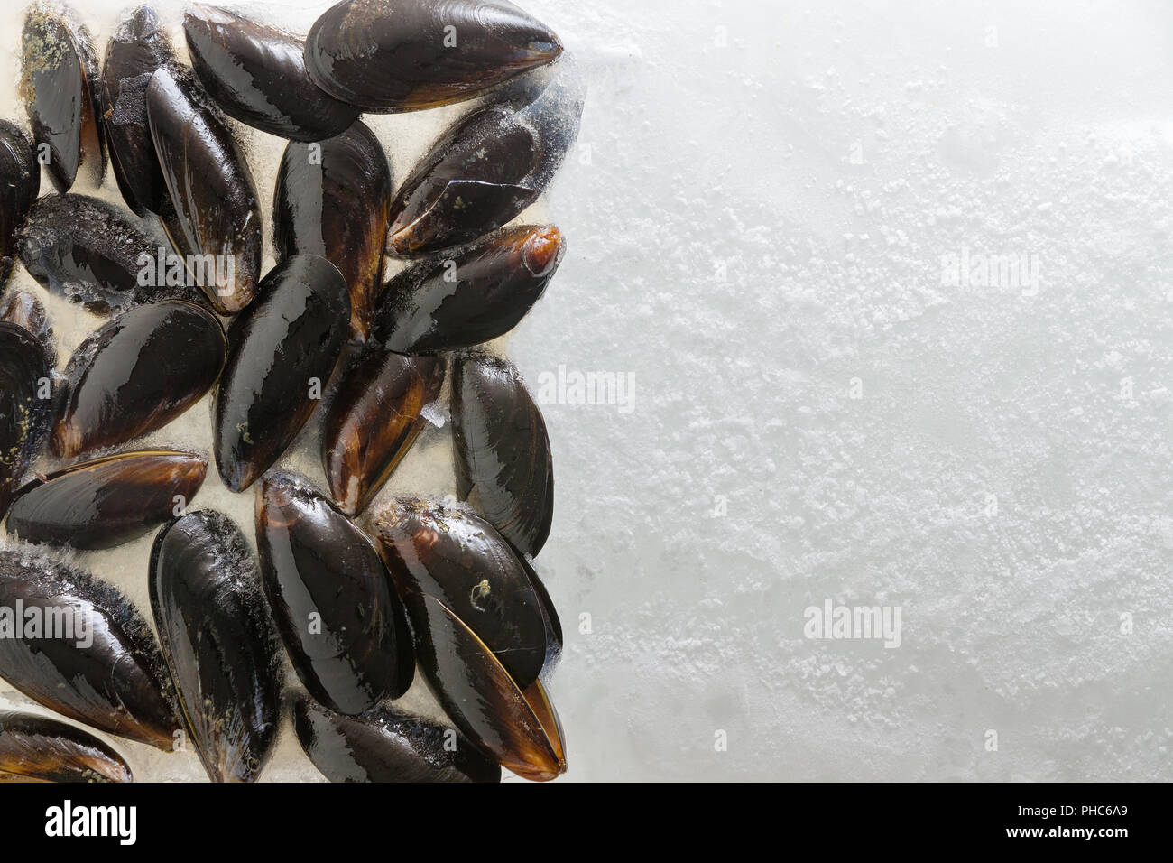 Fresh cooked marine mussels in their shells forming a side border on