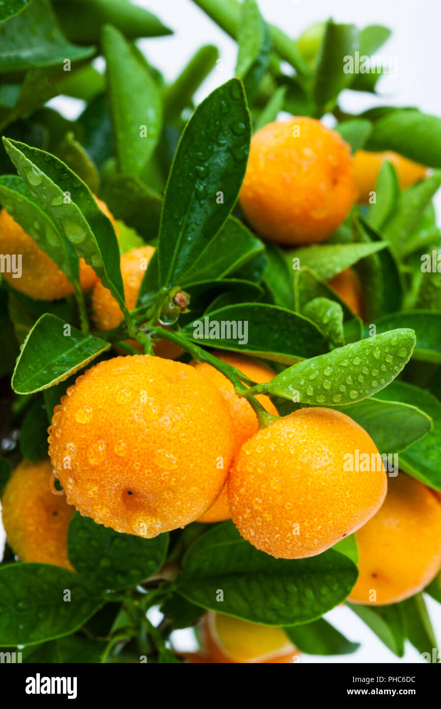 ripe tangerine tree fruits Stock Photo Alamy