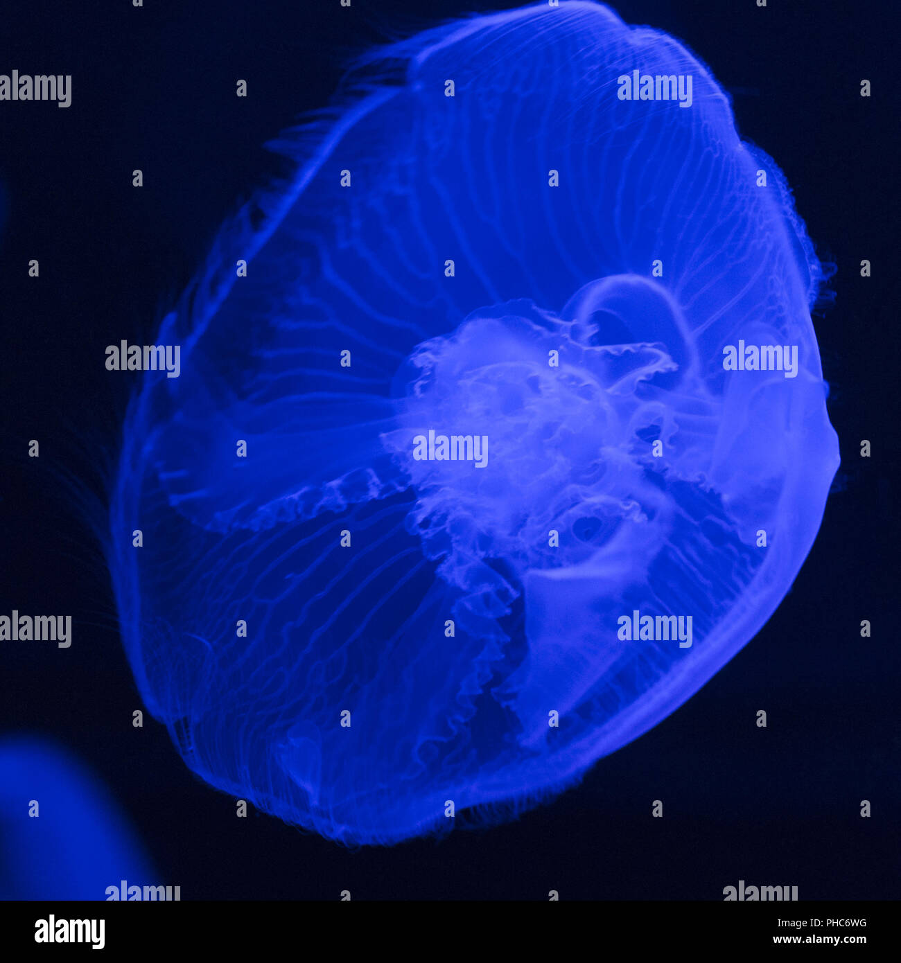 common jellyfish Stock Photo