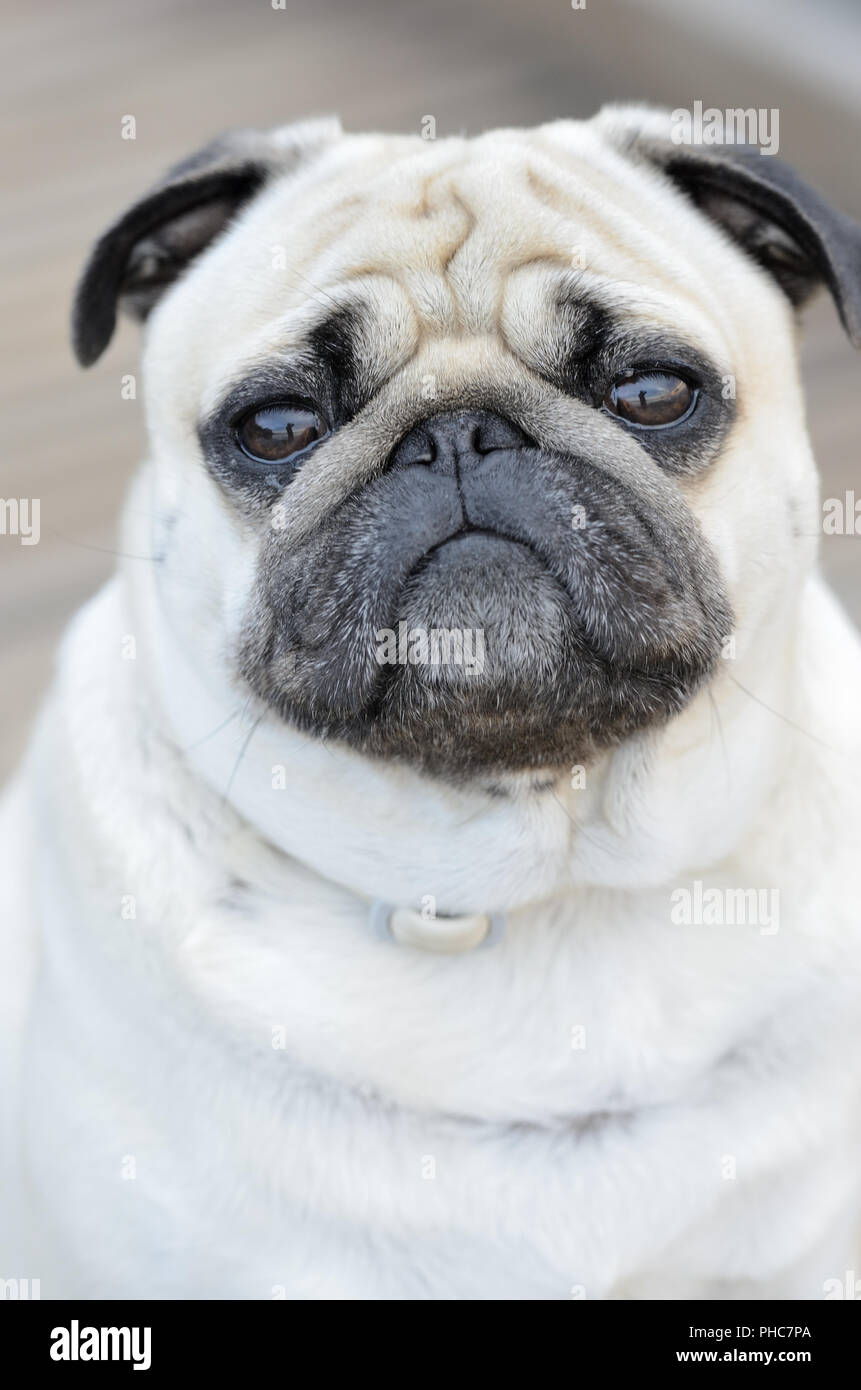 Portrait of a Pug outdoors Stock Photo