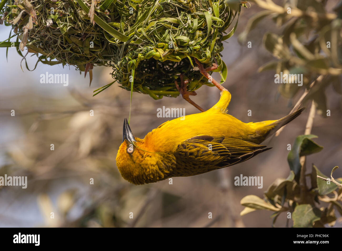 Yellow weaver bird at nest building Stock Photo