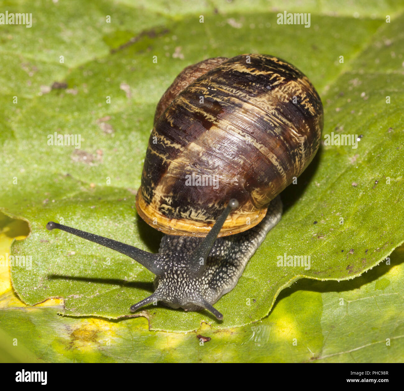 European brown snail Cornu aspersum Stock Photo - Alamy