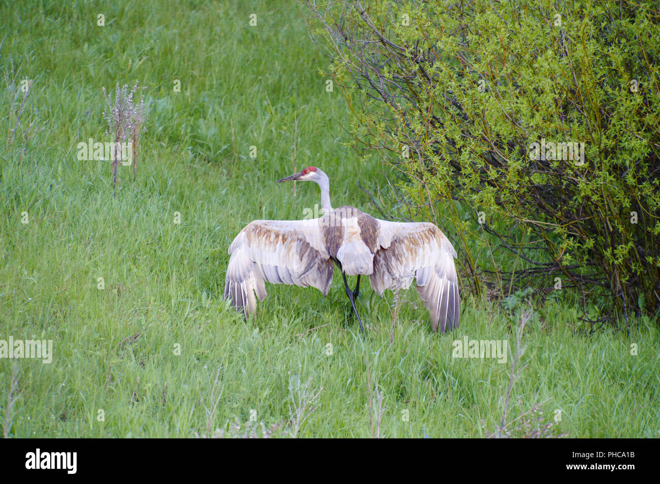 Canadian Crane defending territory Stock Photo
