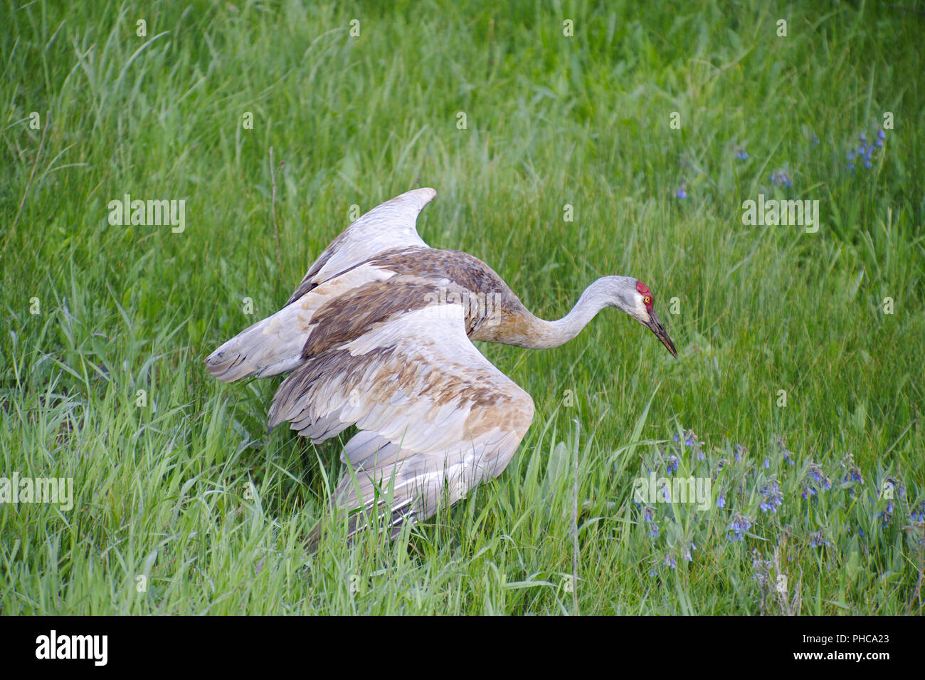 Canadian Crane defending territory Stock Photo