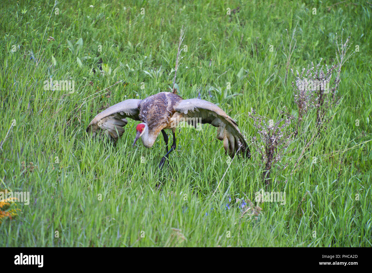 Canadian Crane defending territory Stock Photo Alamy