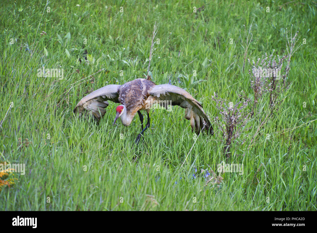 Canadian Crane defending territory Stock Photo