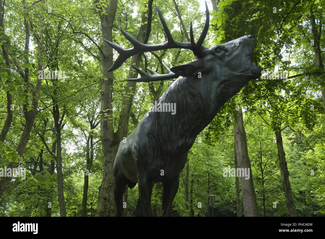 Deer, roaring deer, Dusseldorf Stock Photo