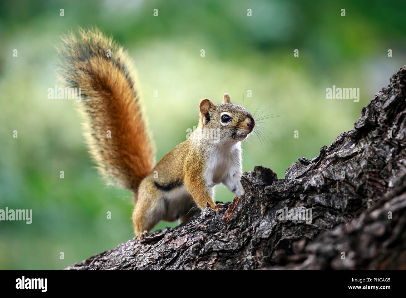 American red squirrel, on tree branch, Tamiasciurus hudsonicus, Manitoba, Canada. Stock Photo